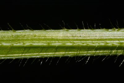 Stachys appalachiana, photographed by Brian Finzel