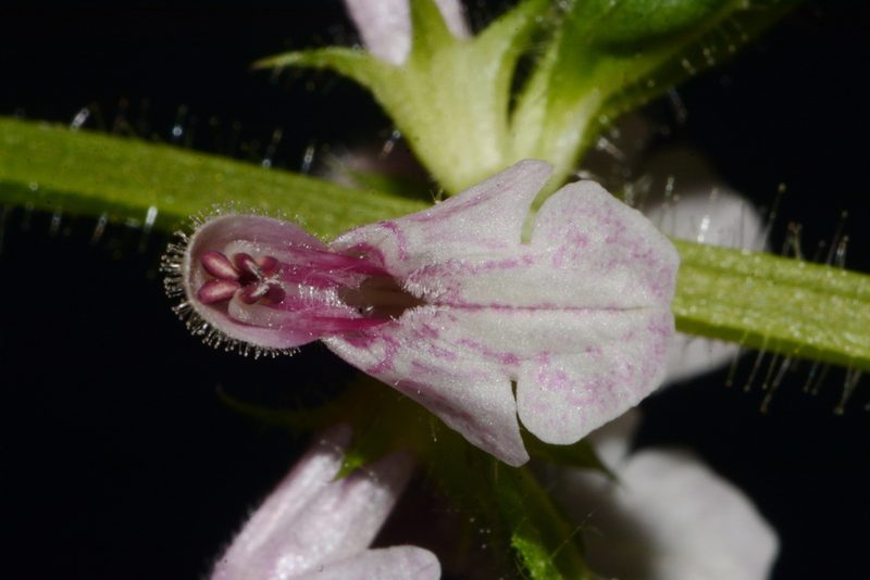 Stachys appalachiana, photographed by Brian Finzel