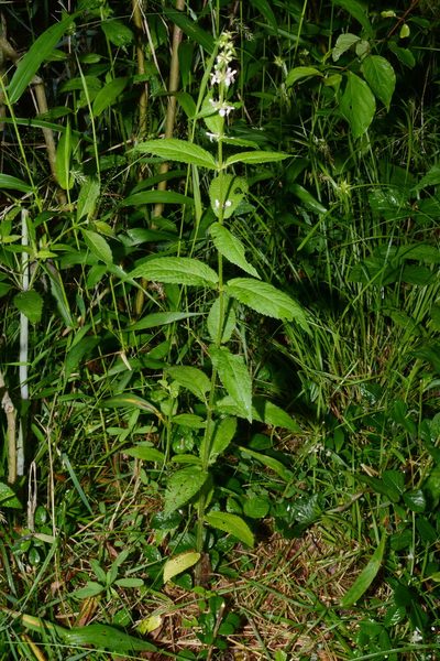 Stachys appalachiana, photographed by Brian Finzel