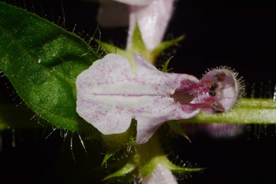 Stachys appalachiana, photographed by Brian Finzel