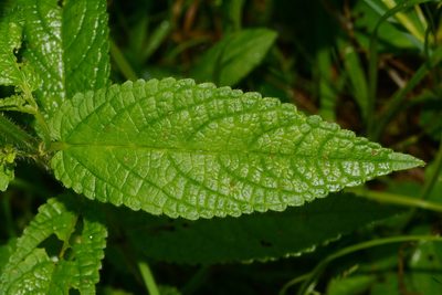 Stachys appalachiana, photographed by Brian Finzel