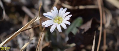 Leibnitzia anandria, photographed by Kim, Hyun-tae