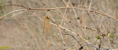Corylus heterophylla, photographed by Kim, Hyun-tae