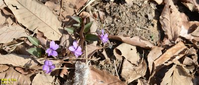 Viola phalacrocarpa, photographed by Kim, Hyun-tae