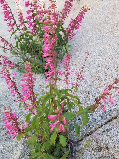 Penstemon clevelandii, photographed by Rod