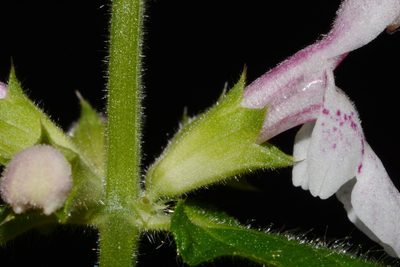 Stachys nelsonii, photographed by Brian Finzel