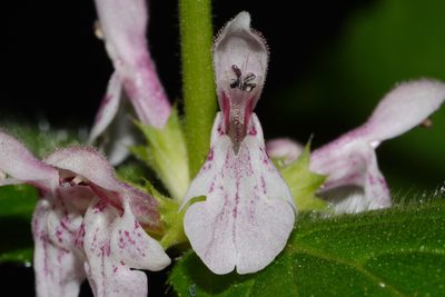 Stachys nelsonii, photographed by Brian Finzel