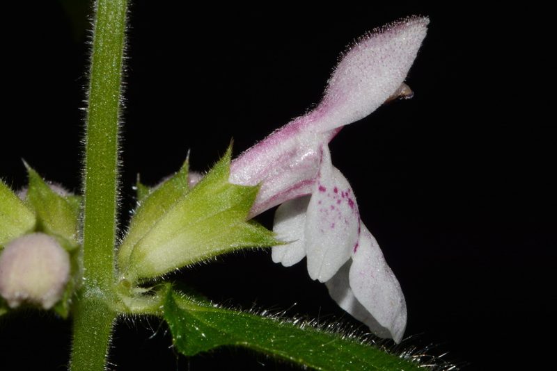 Stachys nelsonii, photographed by Brian Finzel