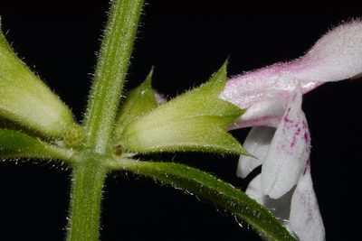 Stachys nelsonii, photographed by Brian Finzel