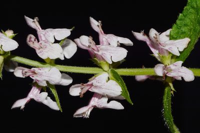 Stachys nelsonii, photographed by Brian Finzel