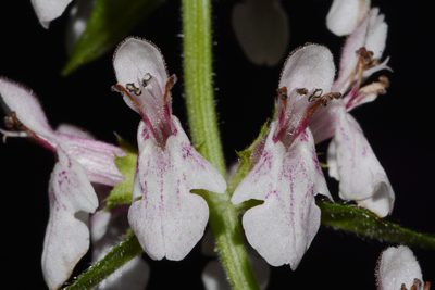 Stachys nelsonii, photographed by Brian Finzel