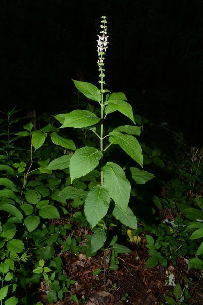 Stachys cordata, photographed by Brian Finzel