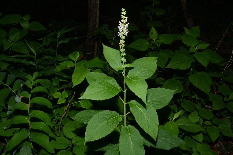 Stachys cordata, photographed by Brian Finzel