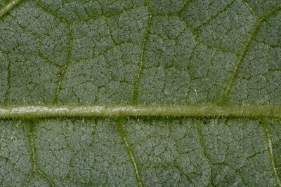 Stachys cordata, photographed by Brian Finzel