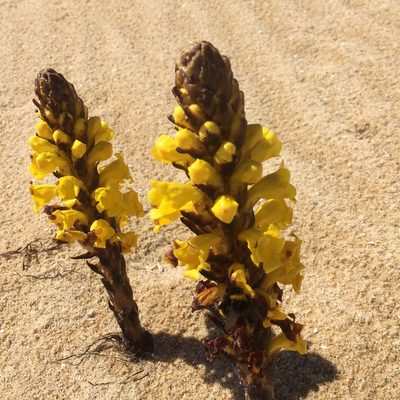 Cistanche phelypaea, photographed by Andre Hosper