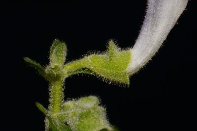 Scutellaria alabamensis, photographed by Brian Finzel