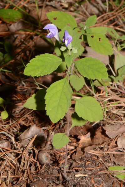 Scutellaria alabamensis, photographed by Brian Finzel