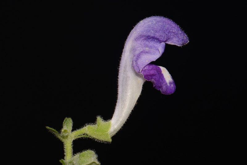 Scutellaria alabamensis, photographed by Brian Finzel