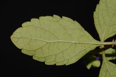 Scutellaria alabamensis, photographed by Brian Finzel