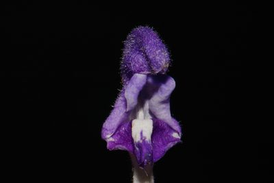 Scutellaria alabamensis, photographed by Brian Finzel