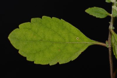 Scutellaria alabamensis, photographed by Brian Finzel