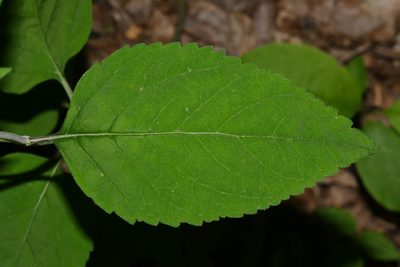Scutellaria pseudoserrata, photographed by Brian Finzel