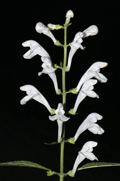 Scutellaria pseudoserrata, photographed by Brian Finzel