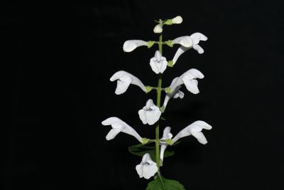 Scutellaria pseudoserrata, photographed by Brian Finzel