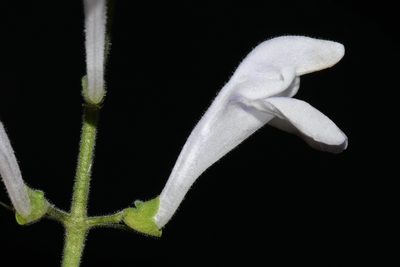 Scutellaria pseudoserrata, photographed by Brian Finzel