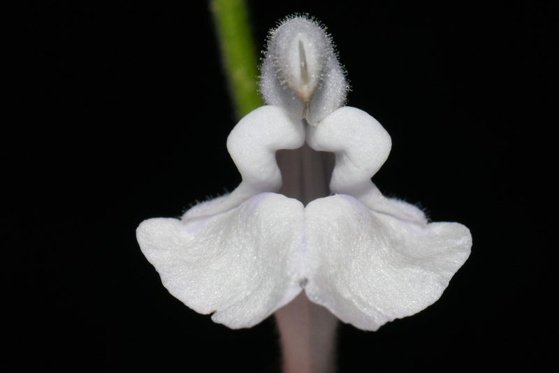 Scutellaria pseudoserrata, photographed by Brian Finzel