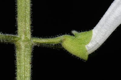 Scutellaria pseudoserrata, photographed by Brian Finzel