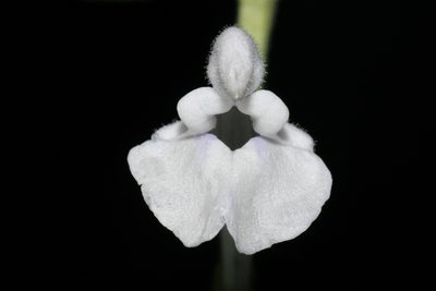 Scutellaria pseudoserrata, photographed by Brian Finzel
