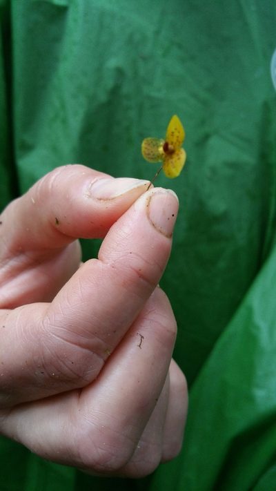 Bulbophyllum analamazoatrae, photographed by Stuart Cable