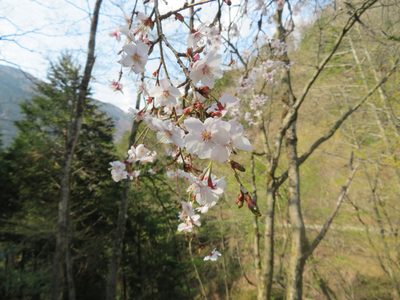 Prunus jamasakura, photographed by Marco Mussita