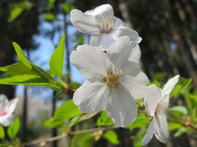 Prunus jamasakura, photographed by Marco Mussita