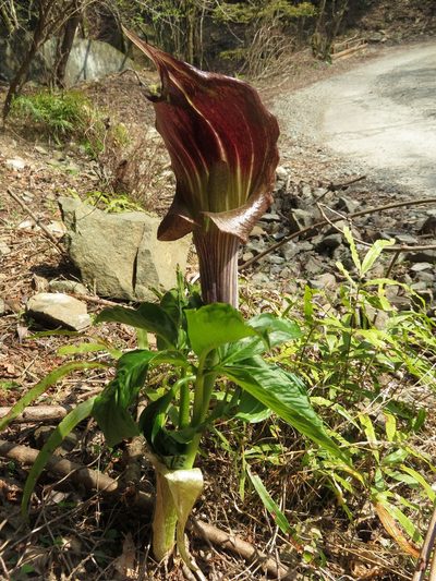 Arisaema limbatum, photographed by Marco Mussita