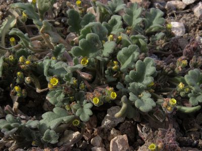 Phacelia monoensis, photographed by Jim Morefield
