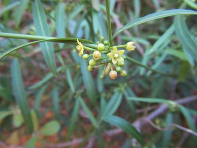 Secamone filiformis, photographed by douglaseustonbrown