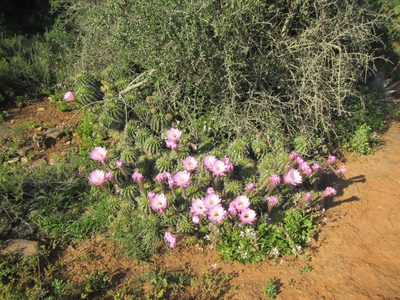 Echinopsis oxygona, photographed by douglaseustonbrown