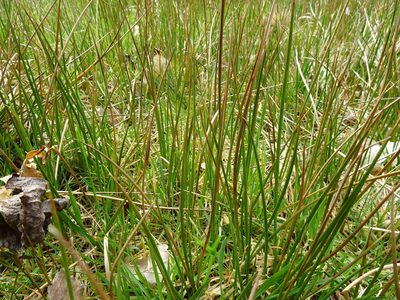 Juncus acutiflorus, photographed by Robert H. Wardell