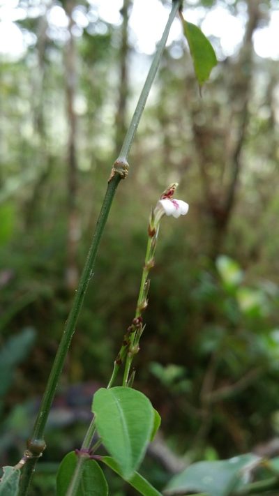 Hypoestes brachiata, photographed by Stuart Cable