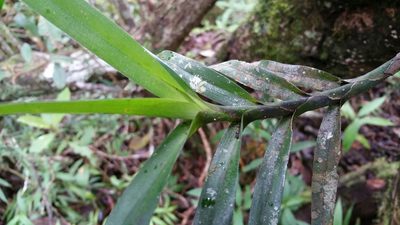 Angraecum viguieri, photographed by Stuart Cable