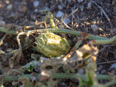 Cucumis myriocarpus, photographed by Terra Occ