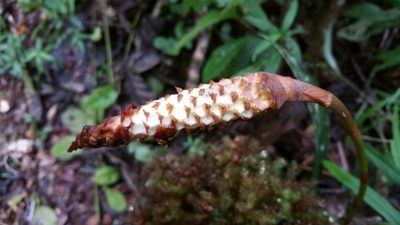 Bulbophyllum coriophorum, photographed by Stuart Cable