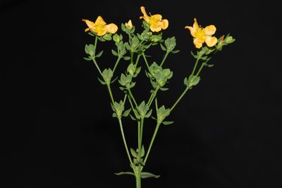 Hypericum denticulatum, photographed by Brian Finzel