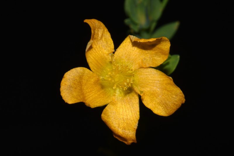 Hypericum denticulatum, photographed by Brian Finzel