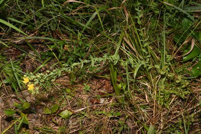 Hypericum denticulatum, photographed by Brian Finzel