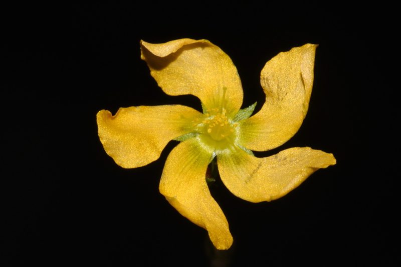Hypericum setosum, photographed by Brian Finzel