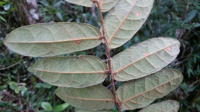 Cnestis polyphylla, photographed by Stuart Cable
