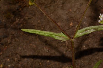 Valeriana dentata, photographed by Brian Finzel